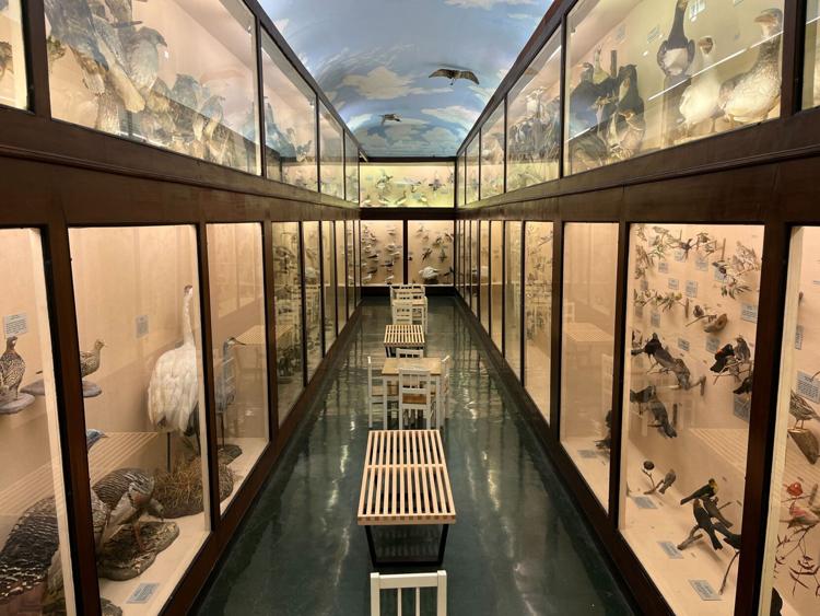 The hall of birds at the LSU Museum of Natural Science.